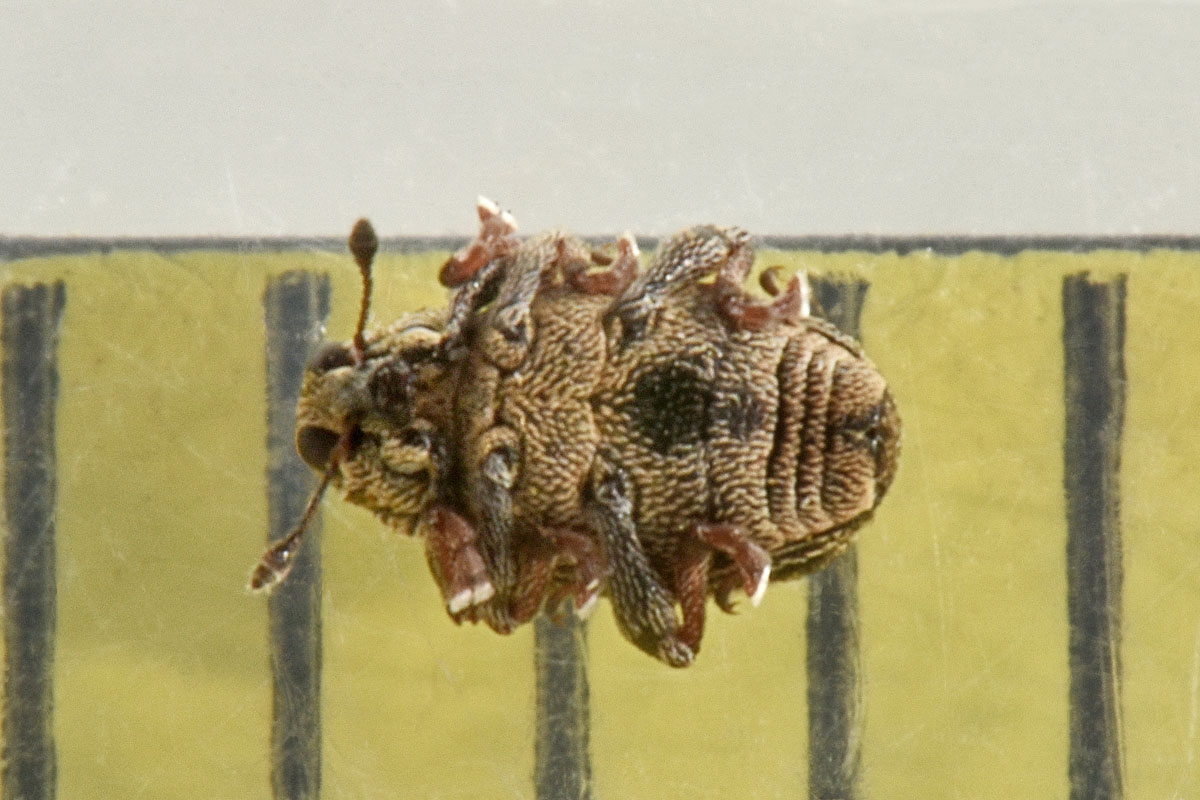 Curculionidae:  Rhinoncus sp.?  S, Rhinoncus perpendicularis